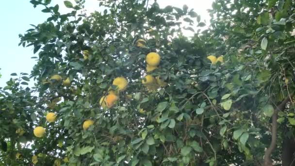 番石榴或石榴果 柑橘最大 在绿叶背景的树上 — 图库视频影像