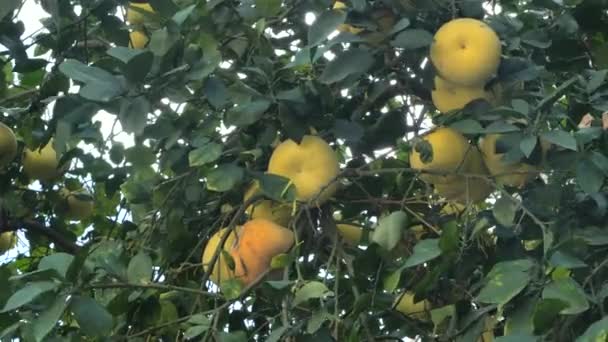 Pamela Pomelo Frutas Citrus Maxima Citrus Grandis Árvore Fundo Folhagem — Vídeo de Stock
