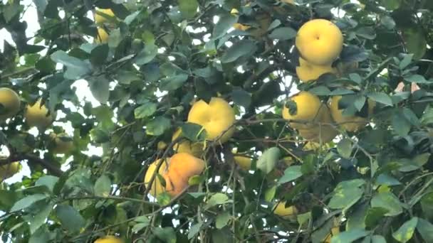Pamela Pomelo Fruits Citrus Maxima Citrus Grandis Tree Green Foliage — Stock Video