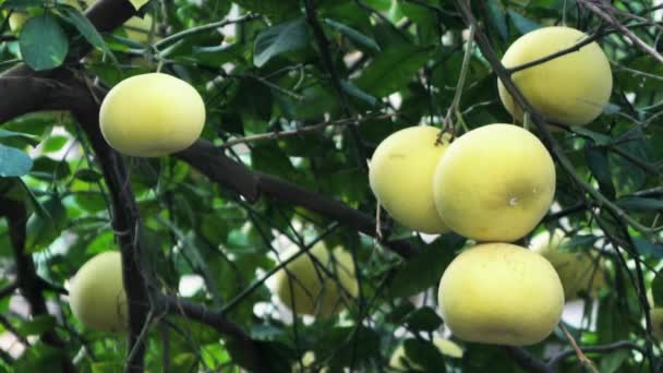 Pamela Pomelo Frutas Citrus Maxima Citrus Grandis Árvore Fundo Folhagem — Vídeo de Stock