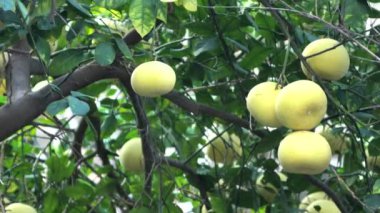 Yeşil yapraklı ağaçta Pamela ya da pomelo meyveleri (Citrus maxima, Citrus grandis) bulunur. 4K