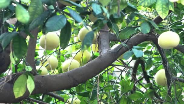 Pamela Pomelo Frutas Citrus Maxima Citrus Grandis Árvore Fundo Folhagem — Vídeo de Stock