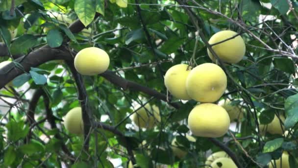 番石榴或石榴果 柑橘最大 在绿叶背景的树上 — 图库视频影像