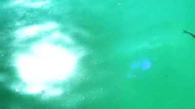 Yansıyan balık sürüleriyle dolu bir su yüzeyine odaklanmış ışık yansıması görüntüsü. Güneş batarken odak noktasından yansıyan parıltılar. 4K