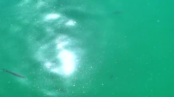 Πλάνα Αποεστιασμένης Φωτοανάκλασης Επιφάνεια Νερού Σμήνη Διερχόμενων Ψαριών Από Την — Αρχείο Βίντεο