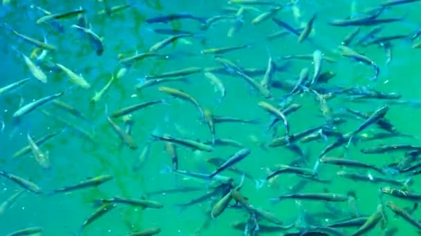 水の表面にボラの魚の群れは 空気を飲み込む — ストック動画