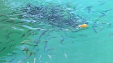 Suyun yüzeyindeki tekir balığı sürüsü havayı yutar. 4K