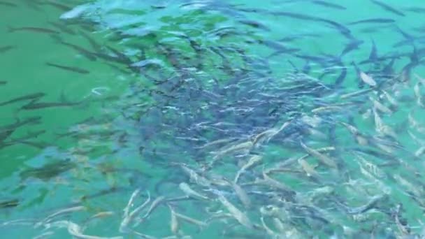 งปลาหลายชน ดบนพ วของน ากล นอากาศ — วีดีโอสต็อก