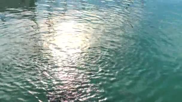Las Imágenes Reflexión Luz Una Superficie Agua Con Bandadas Peces — Vídeos de Stock