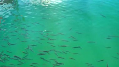 Suyun yüzeyindeki tekir balığı sürüsü havayı yutar. 4K