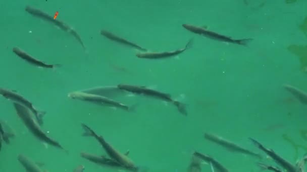 水の表面にボラの魚の群れは 空気を飲み込む — ストック動画