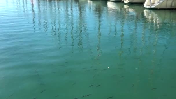 งปลาหลายชน ดบนพ วของน ากล นอากาศ — วีดีโอสต็อก