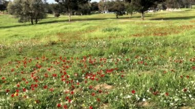 Negev Çölü 'nde bahar çiçekleri açıyor. İsrail.