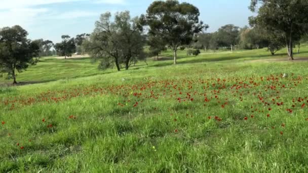 Våren Blommar Röda Anemoner Blommor Vid Negevöknen Israel — Stockvideo