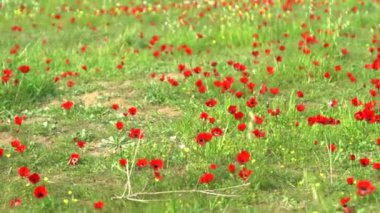 Negev Çölü 'nde bahar çiçekleri açıyor. İsrail. 4K