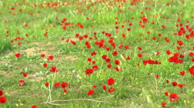 Negev Çölü 'nde bahar çiçekleri açıyor. İsrail. 4K