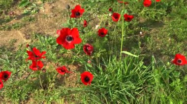 Negev Çölü 'nde bahar çiçekleri açıyor. İsrail. 4K