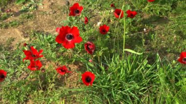 Negev Çölü 'nde bahar çiçekleri açıyor. İsrail. 4K