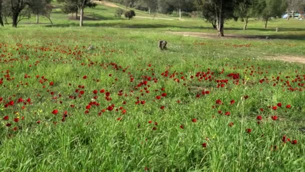 Spring Blossoming Red Anemones Flowers Negev Desert Israel — Stock Video
