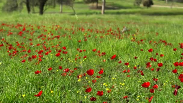 Primavera Florescendo Flores Anêmonas Vermelhas Deserto Negev Israel — Vídeo de Stock