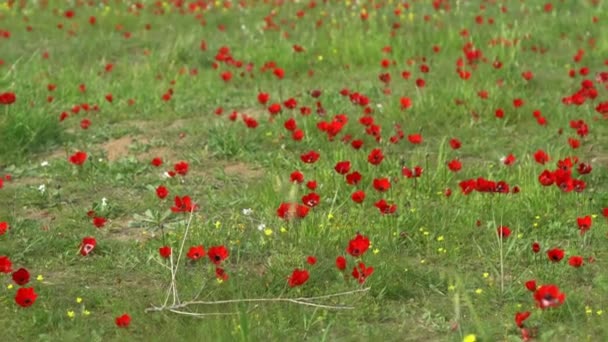 Spring Blossoming Red Anemones Flowers Negev Desert Israel — Stock Video