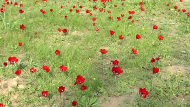 Wiosna Kwitnące Czerwone Kwiaty Anemonów Pustyni Negev Izrael — Wideo stockowe