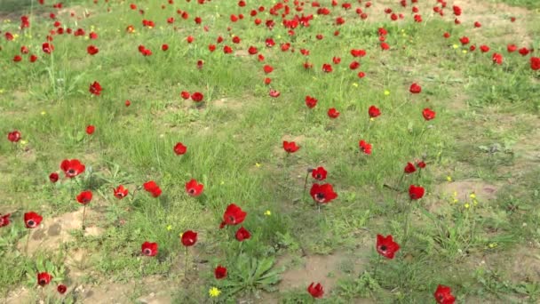 Spring Blossoming Red Anemones Flowers Negev Desert Israel — Stock Video