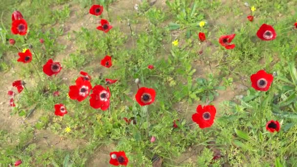 Spring Blossoming Red Anemones Flowers Negev Desert Israel — Stock Video