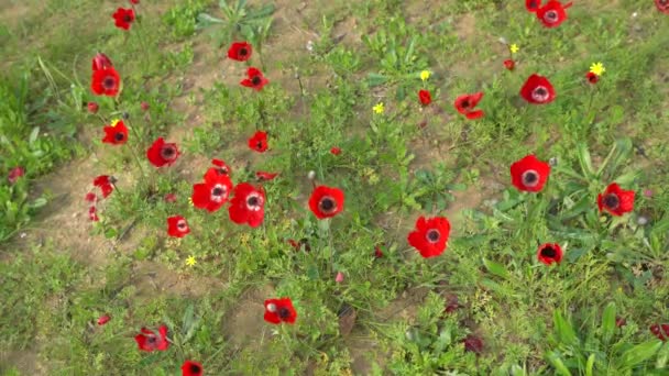 Primavera Florescendo Flores Anêmonas Vermelhas Deserto Negev Israel — Vídeo de Stock