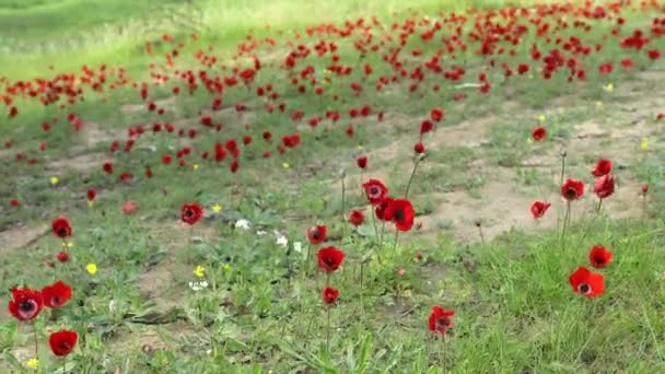 Spring Blossoming Red Anemones Flowers Negev Desert Israel — Stock Video