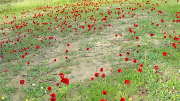 Negev Çölü Nde Bahar Çiçekleri Açıyor Srail — Stok video