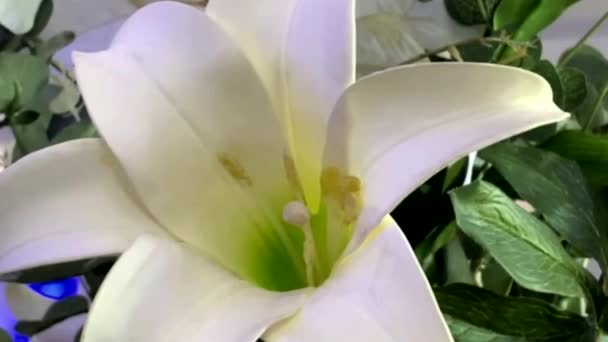Bouquet Dengan Bunga Lili Putih Pada Latar Belakang Dinding Abu — Stok Video