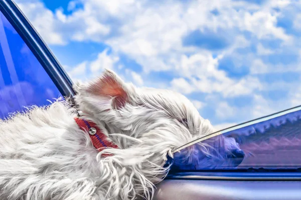 White dog leaned out of the window of a moving car on the background of a bright blue sky. Dog Looking Out Of Car Window. Dog with wind in face. The concept of family travel