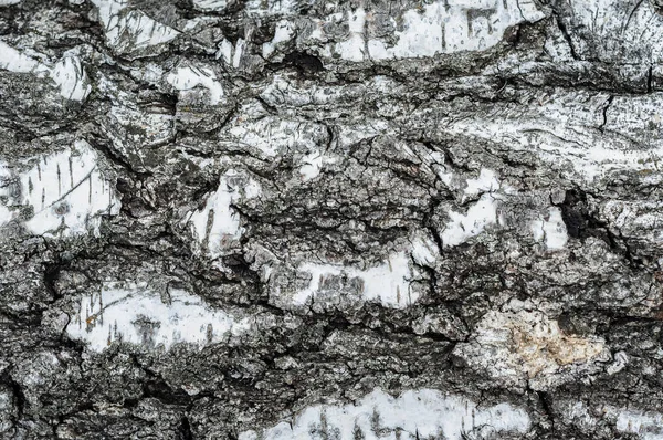 Rough bark of a birch tree close-up. A simple photo of an old tree bark. Tree bark texture