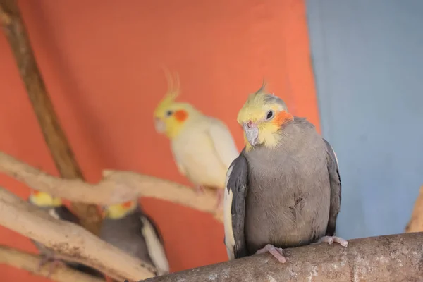 Parrots cockatiels in the aviary at the zoo. Beautiful parrots close up