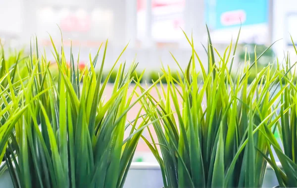 Artificial plants in the interior. Green plastic plants in long white planters in a shopping center, imitation lawn grass — Stock Image Artificial plants in the interior. Green plastic plants in long white planters in a shopping center, imitation lawn grass Stock Photo