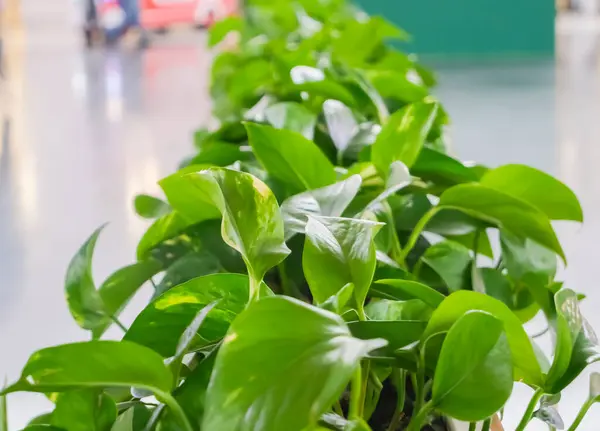 Artificial plants in the interior. Green plastic plants in long white planters in a shopping center — Stock Image Artificial plants in the interior. Green plastic plants in long white planters in a shopping center Stock Photo