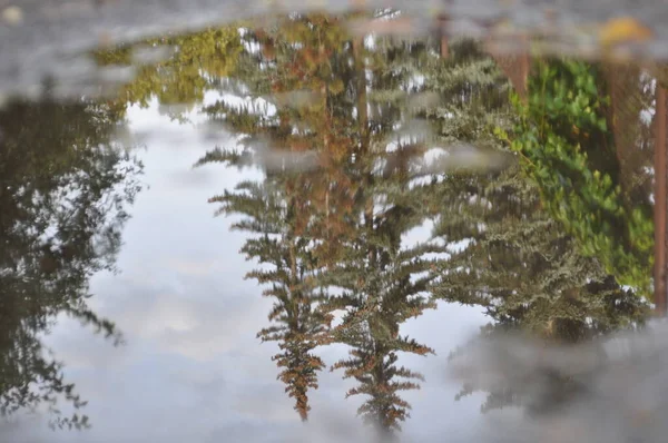 Reflexión Los Árboles Charco Agua — Foto de Stock