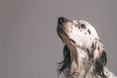 Bir İngiliz seterim nasıl öğrenirken ararken bir eğitim oturumu sırasında.