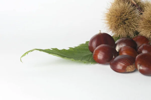 Castanhas Isoladas Sobre Fundo Branco — Fotografia de Stock