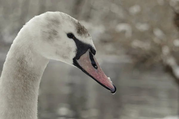 Retrato Cisne Tomado Parque Verde Londres — Foto de Stock