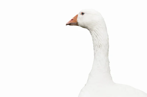 Goose Anser Anser Domesticus Isolated — Stock Photo, Image