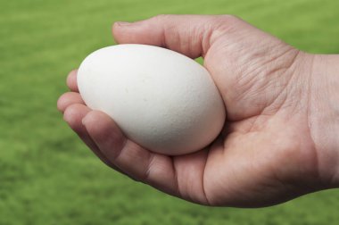 Büyük bir kaz yumurtası çim arka plan üzerinde tutan el