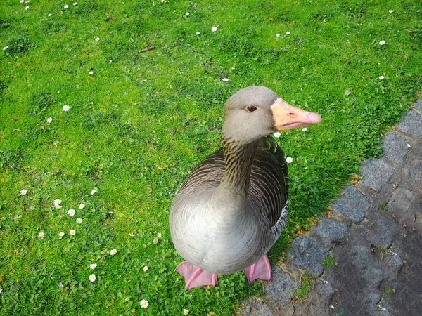 Grey Goose London Park — Stock Photo, Image