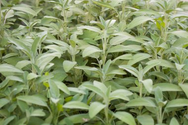 Ortak Adaçayı (salvia officinalis) bitki bahçesinde. Aromatik bitki ve baharat.