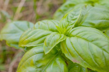 Mor dahlia detay makro çekim