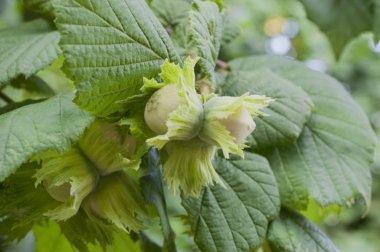 Mor dahlia detay makro çekim