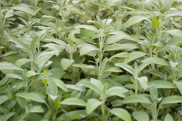 Ortak Adaçayı (salvia officinalis) bitki bahçesinde. Aromatik bitki ve baharat.