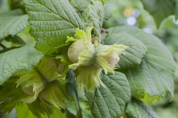 Mor dahlia detay makro çekim