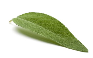 İzole adaçayı (salvia officinalis) yaprak
